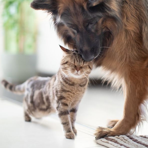 Ein Hund und eine Katze kuscheln miteinander in einem hellen Raum.