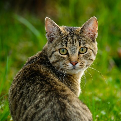 Junge getigerte Katze mit großen, leuchtend grünen Augen, blickt aufmerksam zurück.
