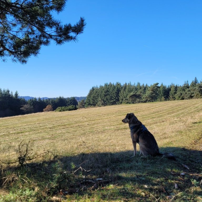 Ein Hund sitzt auf einer Wiese und schaut in die Ferne bei klarem Himmel.