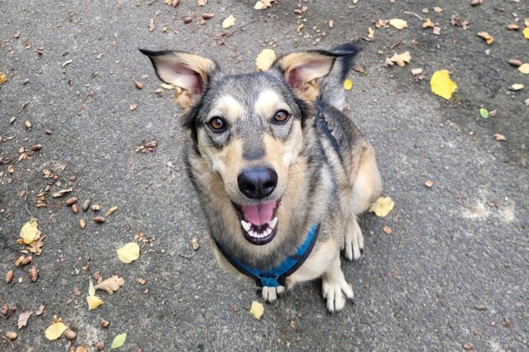 Schöner Hund mit aufmerksamen Augen und fröhlichem Ausdruck, auf einem Gehweg sitzend.